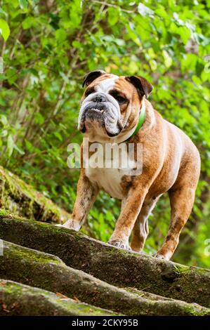 Englische Bulldog oder britische Bulldog auf der Treppe Stockfoto