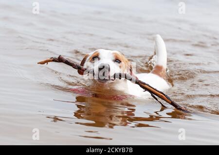 Porträt von einem Jack Russell Terrier Hund mit weißen Süße Jackrussellterrier Mit Engelsflügeln Und Einen