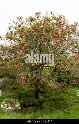 Ein europäischer Rowan (Sorbus aucuparia) oder Bergasche in Obst, Dartmoor, Großbritannien Stockfoto