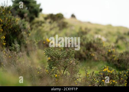 Männlicher europäischer Steinechat (Saxicola rubicola) auf Gorse, Dartmoor, Devon, Großbritannien Stockfoto