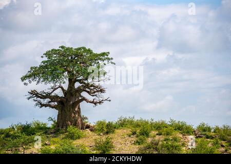 Ein einsamer Baobab Baum auf der Spitze des Abhangs gegen bewölkten Himmel Hintergrund. Region Arusha, Tansania, Afrika Stockfoto