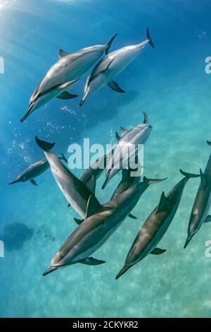 Hawaiianische Spinner Delfine, Stenella longirostris longirostris, Geselligkeit in sandiger Bucht, Kona Küste, Big Island, Hawaii, USA, Pazifischer Ozean Stockfoto