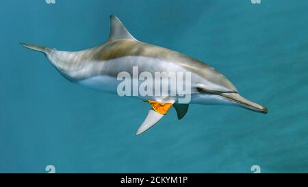 Hawaiianischer Spinner Delphin, Stenella longirostris longirostris, das Blattspiel, Kona Coast, Big Island, Hawaii, USA, Pazifischer Ozean Stockfoto