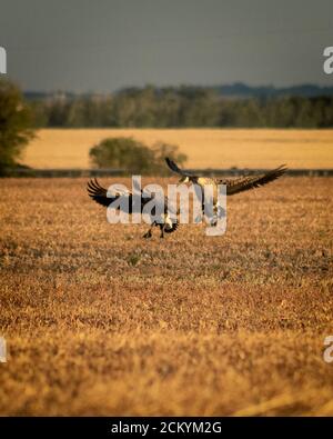 Vertikale Aufnahme von Kanadagänsen, die auf dem Trockenen landen Feld während der Migration Stockfoto