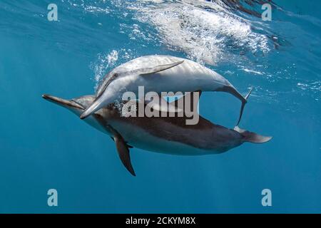 Hawaiianische Spinnendelfine, Stenella longirostris longirostris, Geselligkeit, Blasen, Kona Coast, Big Island, Hawaii, USA, Pazifischer Ozean Stockfoto