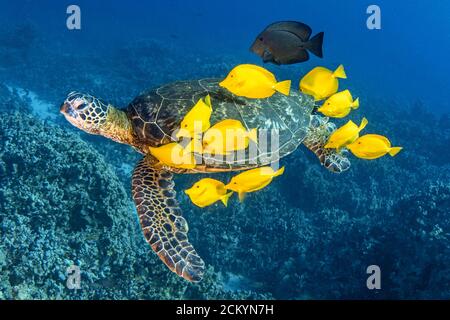 Grüne Meeresschildkröte, Chelonia mydas, gereinigt von Yellow tang, Zebrasoma flavescens, und schwarze Surgeonfish, Ctenoshaetus hawaiiensis, Kona Coast, Big Stockfoto