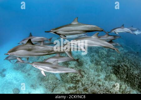 Hawaiianische Spinnendelfine, Stenella longirostris longirostris, eine Schote, die über flachem Riff schwimmt Kona Coast, Big Island, Hawaii, USA, Pazifischer Ozean Stockfoto