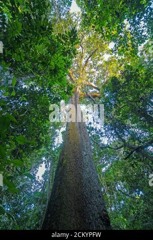 Altes Brasilien Nussbaum im Amazonas Regenwald bei Alta Floresta, Brasilien Stockfoto