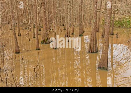 Cypress-Tupelo Wetland Forest am Lake Anahuac in Texas Stockfoto