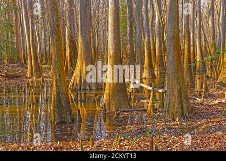 Dichtes Wachstum in einem Bodenwald im Congaree National Park In South Carolina Stockfoto