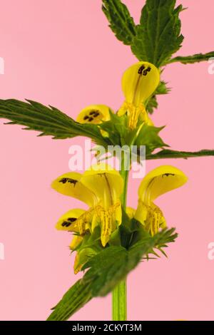 Wilde gelbe Blume bekannt unter den Namen des gelben Erzengels, Artillerie-Anlage oder Aluminium-Anlage isoliert auf einem gelben Hintergrund, wissenschaftlicher Name Lam Stockfoto