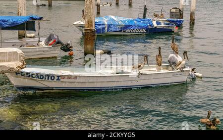 Cabo San Lucas, Mexiko - 22. April 2008: Gruppe brauner Pelikane sitzt auf einer kleinen weißen Pescadito-Schlinge, die im Hafen auf grünlich-blauem Wasser vertäut ist. Stockfoto