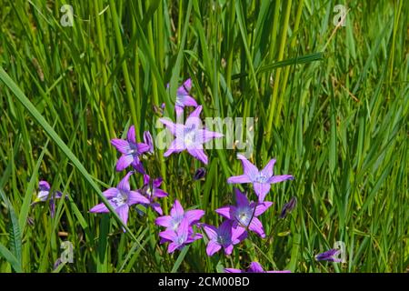 Wiesenviolette Blume, streuend Glockenblume wächst auf einer Wiese, wissenschaftlicher Name Campanula patula Stockfoto