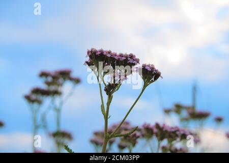 Nahaufnahme einer Wildblume gemeine Schafgarbe, wissenschaftlicher Name Achillea millefolium Stockfoto