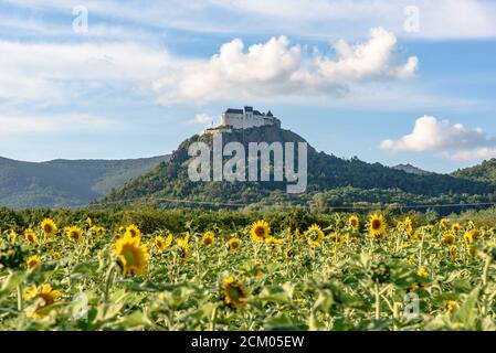 Fuzer Schloss auf einem vulkanischen Hügel in Nordungarn mit Sonnenblumen im Vordergrund Stockfoto