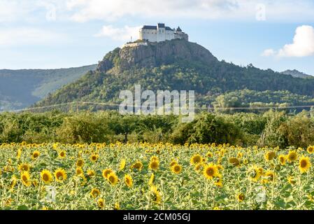 Fuzer Schloss auf einem vulkanischen Hügel in Nordungarn mit Sonnenblumen im Vordergrund Stockfoto