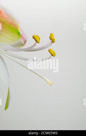 Weiße Amaryllis mit roten Streifen, die auf einem Stiel auf violettem Hintergrund isoliert aufblühen. Wissenschaftlicher Name Amaryllis Hippeastrum Lipstick Stockfoto