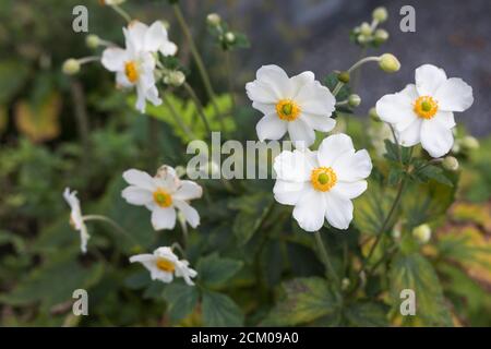 Blühende Anemonen, weiße Blumen im Garten Stockfoto