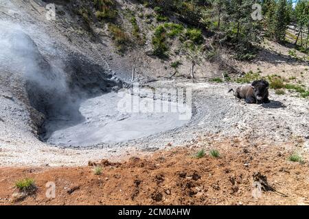 Mud Volcano Gebiet mit Bison, Yellowstone Nationalpark Stockfoto