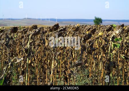 Rumänien, Plantage, Feld von reifen verwelkten Sonnenblumen. Landwirtschaftliche Landschaft. Rumänien, ein Feld reifer verwelkter Sonnenblumen. Agrarlandschaft. Stockfoto