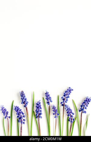 Blaue Blumen Muscari. Grußkarte mit minimalem Blumenkonzept. Flach liegend, Draufsicht. Stockfoto