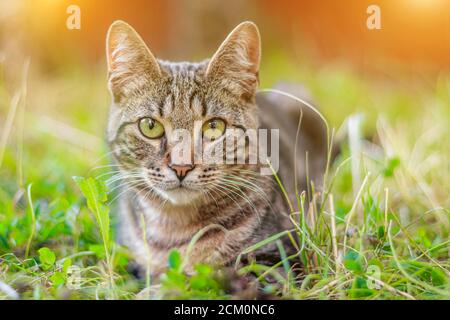Die Tabbykatze liegt im Gras. Hauskatze auf einem Spaziergang. Schöne Katze für das Cover. Die Reichweite des Tieres. Grau gestromte Katze. Stockfoto