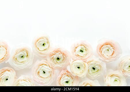 Florale Hintergrund Textur aus rosa Ranunculus Blütenknospen auf weißem Hintergrund. Flach legen, Draufsicht floralen Hintergrund. Stockfoto