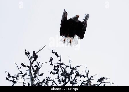 Starker Weißkopfseeadler mit weiß gefiedertem Kopf, der aus der Flucht flieht Baum Stockfoto