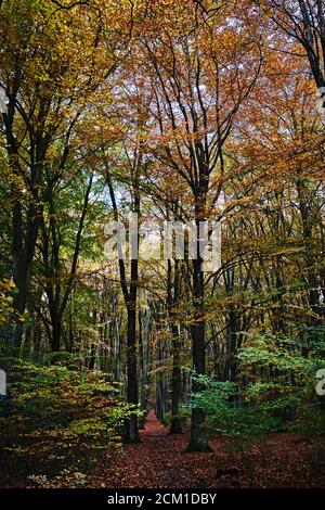 Herbst im Wald, Weitwinkelansicht, Long Shot Stockfoto