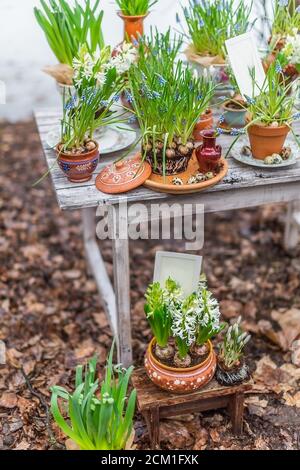 Muscari, Hyazinthen und Krokusse in rustikalen Tontöpfen draußen auf alten Holztisch mit Wachteleiern, flache Tiefe des Feldes Garten Hochzeit Dekor Detail Stockfoto