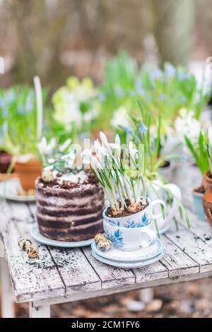 Crocus Blumen in china Tasse auf alten Holztisch Stockfoto