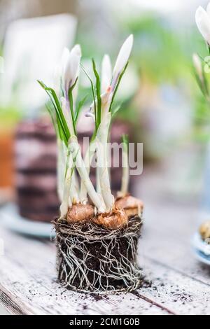 Crocus Knospen ohne Topf draußen auf alten Holztisch, flache Tiefe des Feldes Garten Blumenzwiebeln und Wurzeln Stockfoto