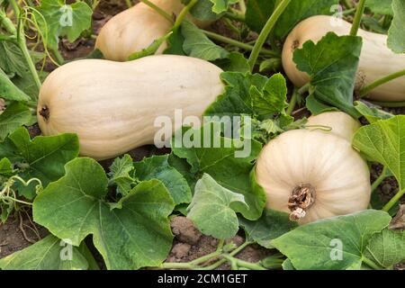 Butternut Squash 'Cucurbita moschata' reift im Feld, Kalifornien. Stockfoto