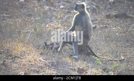 Baby grau langur Affe spielen bei Tadoba andhari Tiger Reserve Stockfoto