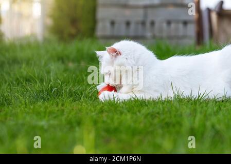 Die Katze spielt mit das rote Ei in ein Gras. Stockfoto