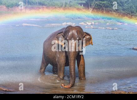 Asiatischer Elefant nimmt ein Bad im aninmal Heiligtum in Pinnawala Stockfoto