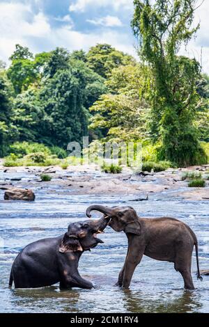 Zwei asiatische Elefanten, die sich am Sanktuarium in Pinnawala verbinden Stockfoto