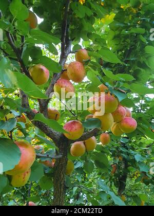 Reife Aprikosen im Baum im Garten im Sommer, bereit, gepflückt werden. Landwirtschaft Obstbau Farmszene im August (Frühherbst) Stockfoto