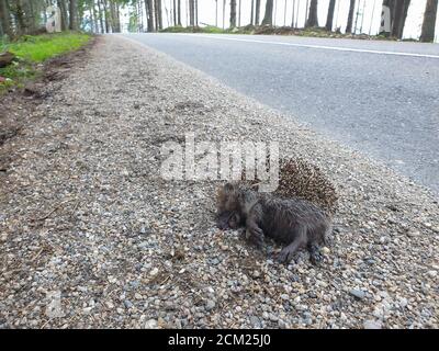 Toter wilder Igel, der mit dem Auto in der Natur getötet wurde. Roadkill Tier Opfer des Verkehrs in der natürlichen Umwelt. Tote Wildtiere als Folge der Überbevölkerung. Stockfoto