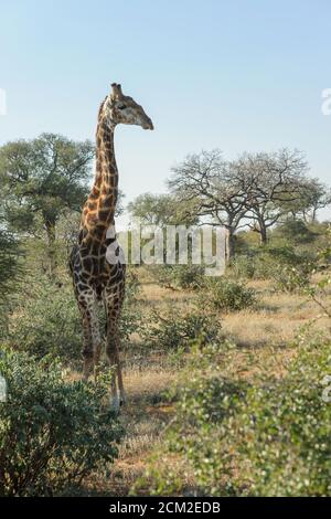 Die hohe Wilde Giraffe sieht in der südafrikanischen Buschwildnis nach links aus. Großraum Kruger in Afrika. Stockfoto