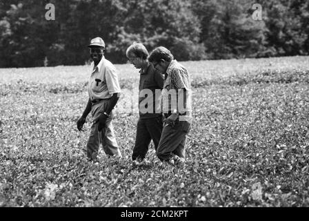 Präsident Jimmy Carter, sein Bruder Billy Carter und der Pächter Leonard Wright des Carters begutachtet das Erdnusslandland von Carter während der ersten Reise des Präsidenten zurück in seine Heimatstadt Plains, Georgia, seit er sein Amt antritt. Carter und Wright pflückten auch Wassermelonen und teilten sie der Wanderpresse des Weißen Hauses mit. Stockfoto