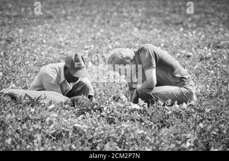 Präsident Jimmy Carter, sein Bruder Billy Carter und der Pächter Leonard Wright des Carters begutachtet das Erdnusslandland von Carter während der ersten Reise des Präsidenten zurück in seine Heimatstadt Plains, Georgia, seit er sein Amt antritt. Carter und Wright pflückten auch Wassermelonen und teilten sie der Wanderpresse des Weißen Hauses mit. Stockfoto