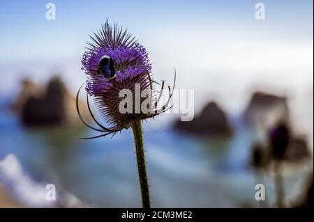 Biene auf lila Blume an der Küste von Oregon mit Meeresstapeln im Hintergrund. Stockfoto