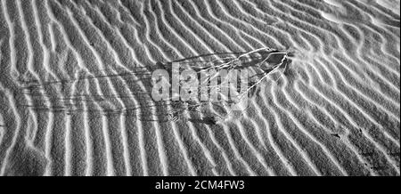 Karger Zweig über Sandwelle in schwarz und weiß. Stockfoto