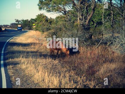 Wildes Pony oder Pferd auf der Insel Assateague Stockfoto