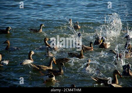 Herde von verschiedenen Arten von Enten schwimmen im Wasser Stockfoto