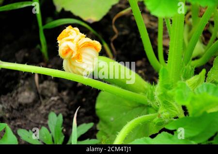 Eine kleine Frucht eines Gemüsemarkes in einem Gartenbeet mit einer leuchtend gelben Blume. Nahaufnahme. Stockfoto