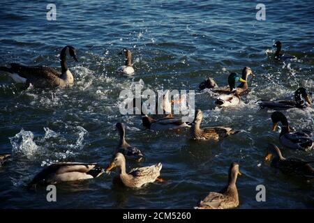 Herde von verschiedenen Arten von Enten schwimmen im Wasser Stockfoto