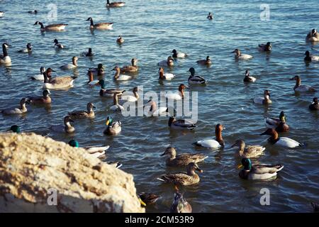 Herde von verschiedenen Arten von Enten schwimmen im Wasser Stockfoto