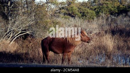 Wildes Pony oder Pferd auf der Insel assateague Stockfoto